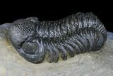 Austerops Trilobite - Nice Eye Facets #174733-5